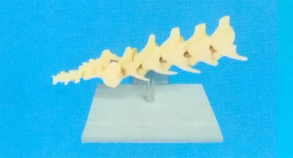 CANINE LUMBAR VERTEBAR COLUMN